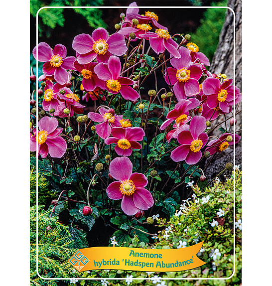 Anemone hybrida Hadspen Abundance Ø11