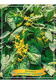 Epimedium perralc. Frohnleiten Ø11