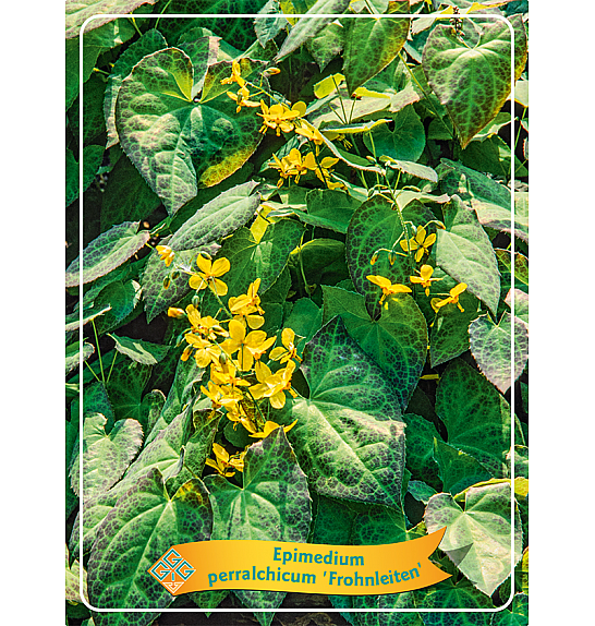 Epimedium perralc. Frohnleiten Ø11