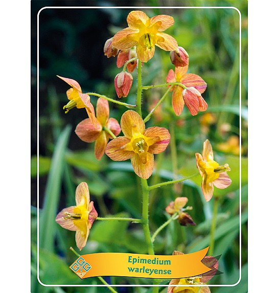 Epimedium warleyense Ø11