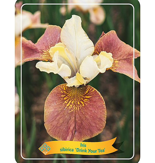 Iris sibirica Drink Your Tea Ø11