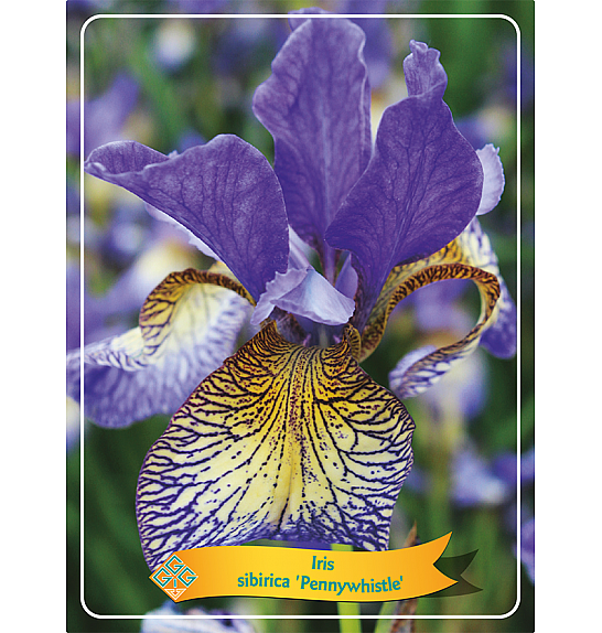 Iris sibirica Pennywhistle Ø11