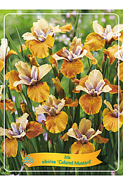 Iris sibirica Colonel Mustard Ø11