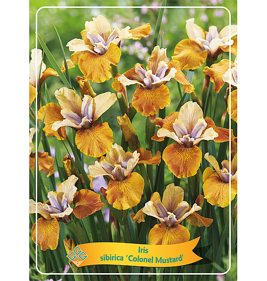 Iris sibirica Colonel Mustard Ø11