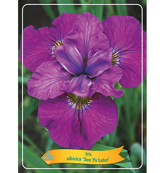 Iris sibirica See Ya Later Ø11