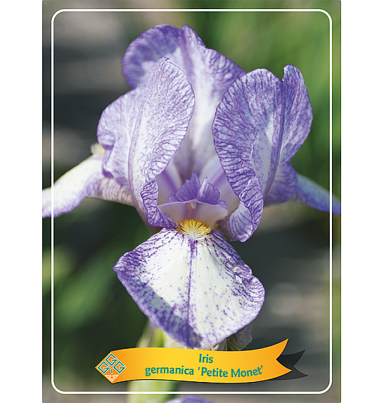 Iris germanica Petite Monet Ø11