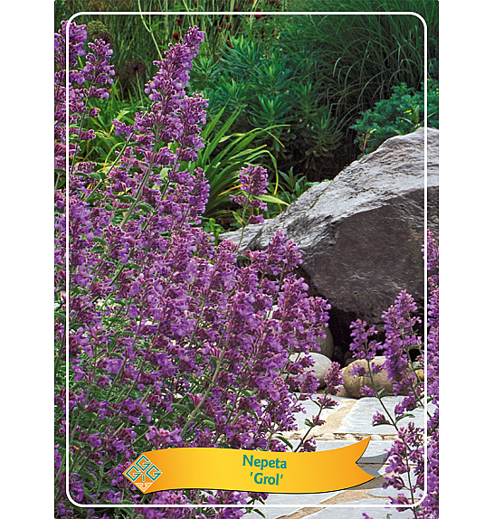 Nepeta Grol Ø11