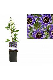 Passiflora Purple Haze C1 Lit. 20-30 cm