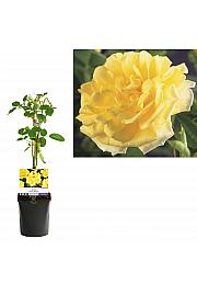Rosa Golden Climber C1,5 Lit. 30-40 cm