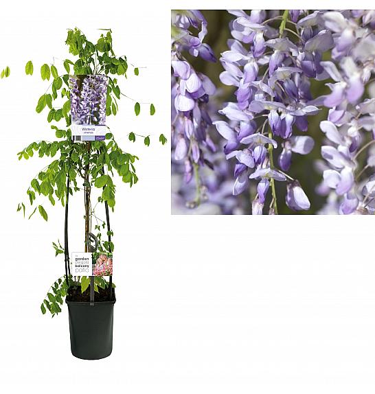 Wisteria sinensis C1 Lit. 20-30 cm