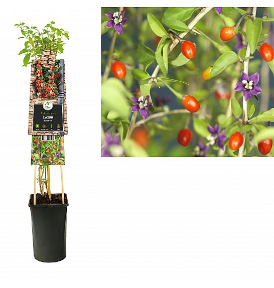 Lycium barbarum Instant Succes C2,5 Lit. 40-60 cm