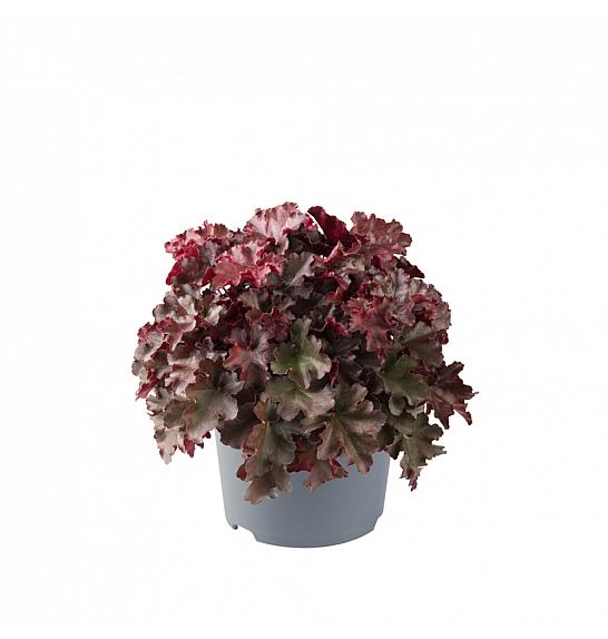 Heuchera villosa Carnival Fire;FL84;0841;41858