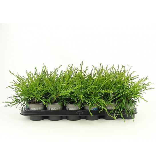Thuja plicata Kagers Beauty Ø9