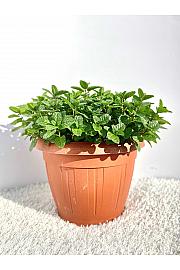 Mentha sp. Ø25