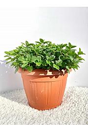 Mentha sp. Ø25