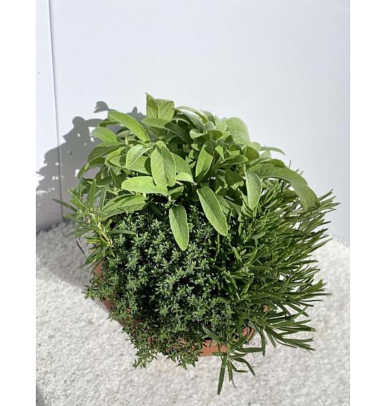 Dišavnice Ø25 trio mix