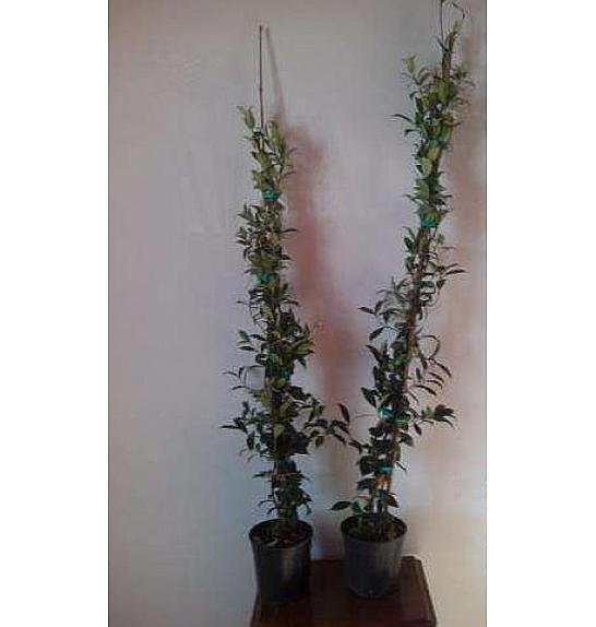 Rhyncospermum jasminoides Ø18, 90-100 cm piramida