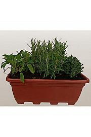 Dišavnice mix 40 cm plastično korito