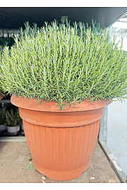 Rosmarinus officinalis Ø65