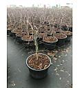 Acer dissectum Mix C25 Lit. 40-60 cm