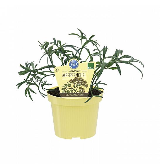 Crithmum maritimum; Morski komarček; Ø12;700512;BLU