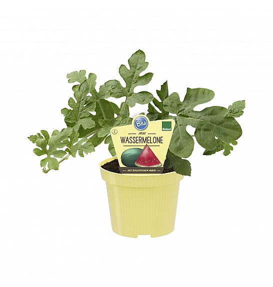 Citrullus lanatus; Lubenica Little Darling; Ø12;700765;BLU