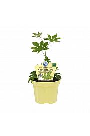 Rubus chingii var suavissimus; Sladkorni grm; Ø12;690037;BLU