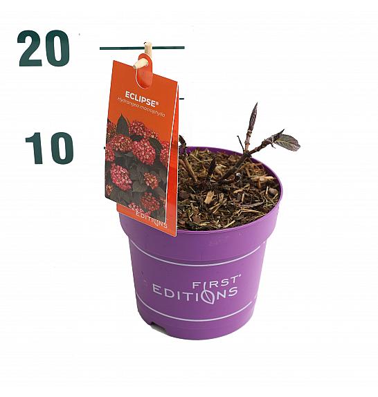 Hydrangea macrophylla EclipseRed C1,5 Lit. 20-40 cm