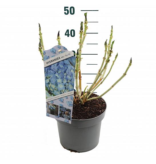 Hydrangea macrophylla Blue C5 Lit. 15-20 cm