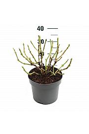 Hydrangea macrophylla Red C5 Lit. 15-20 cm