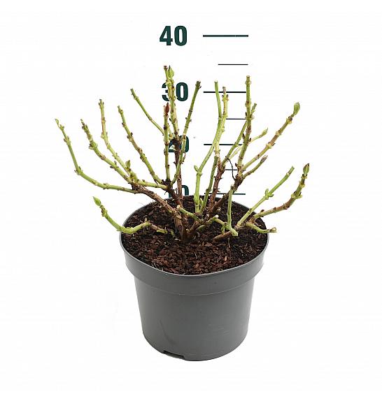 Hydrangea macrophylla Red C5 Lit. 15-20 cm