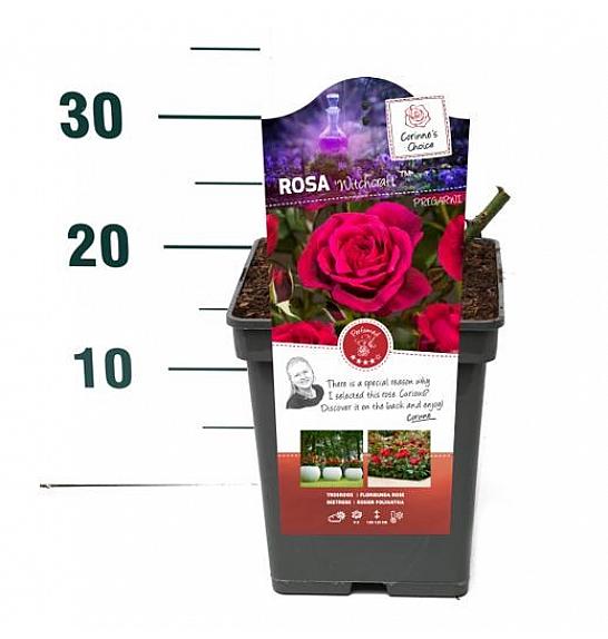 Rosa Witchcraft™ C3 Lit. 10-15 cm