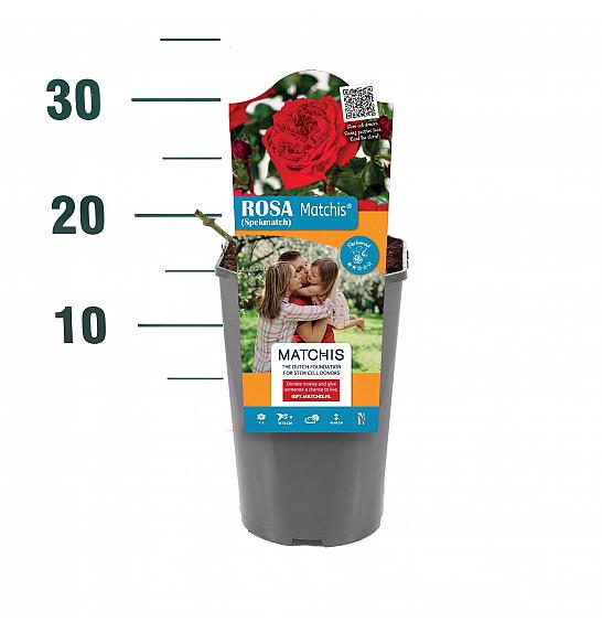 Rosa Matchis® C3 Lit. 10-15 cm