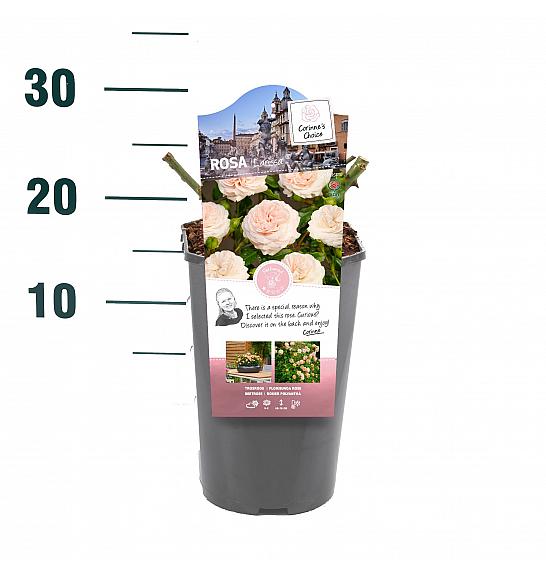 Rosa Larissa® C3 Lit. 10-15 cm