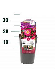 Rosa Hotline® C3 Lit. 10-15 cm