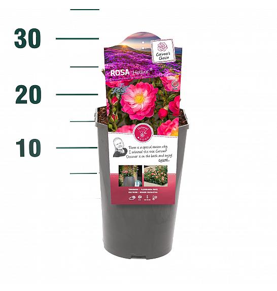 Rosa Hotline® C3 Lit. 10-15 cm