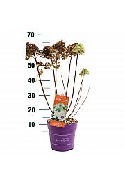 Hydrangea pan. Little Hottie C3 Lit. 35-55 cm