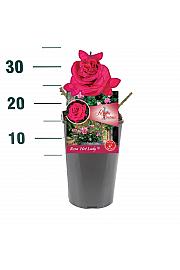 Rosa Hot Lady® C3 Lit. 10-15 cm