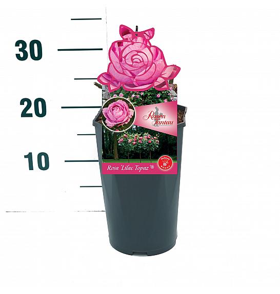 Rosa Lilac Topaz® C3 Lit. 10-15 cm