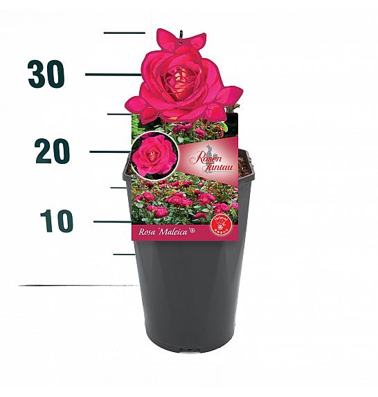 Rosa Maleica® C3 Lit. 10-15 cm