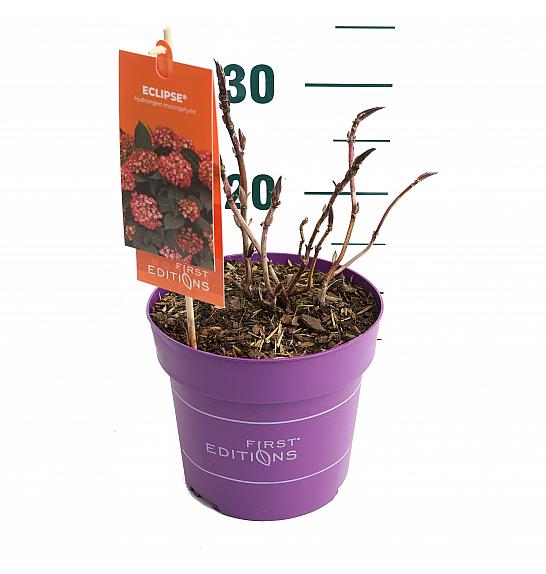 Hydrangea macrophylla EclipseRed C3 Lit. 20-25 cm