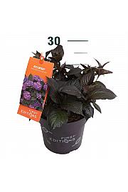 Hydrangea macrophylla Eclipse Purple C3 Lit. 20-25 cm