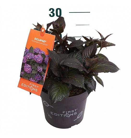 Hydrangea macrophylla Eclipse Purple C3 Lit. 20-25 cm
