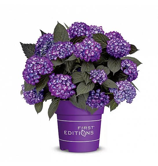 Hydrangea macrophylla Eclipse Purple C3 Lit. 20-25 cm