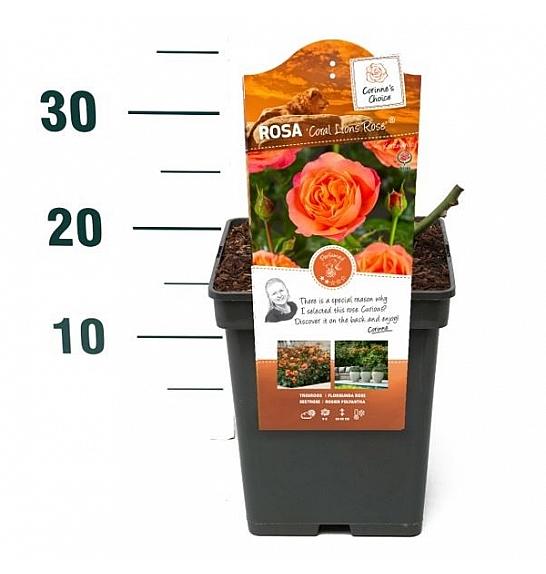 Rosa hybrid Coral Lions Rose® C5 Lit. 15-20 cm
