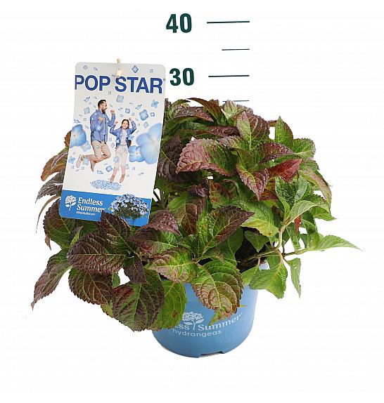 Hydrangea E.S. Pop Star® Blue C5 Lit. 25-30 cm
