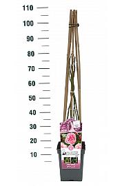 Rosa Kiss me Kate® C5 Lit. 50-70 cm Vzpenjava