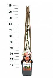 Rosa Peache Melba® C5 Lit. 50-70 cm Vzpenjava