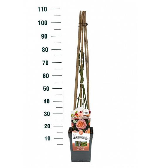 Rosa Peache Melba® C5 Lit. 50-70 cm Vzpenjava