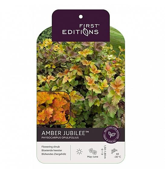 Physocarpus op. Amber Jubilee® C10 Lit. 50-60 cm